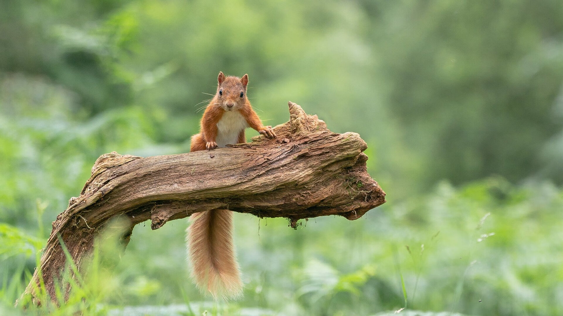 克罗地亚马术协会与亚洲马术协会建立合作关系，推动区域发展。