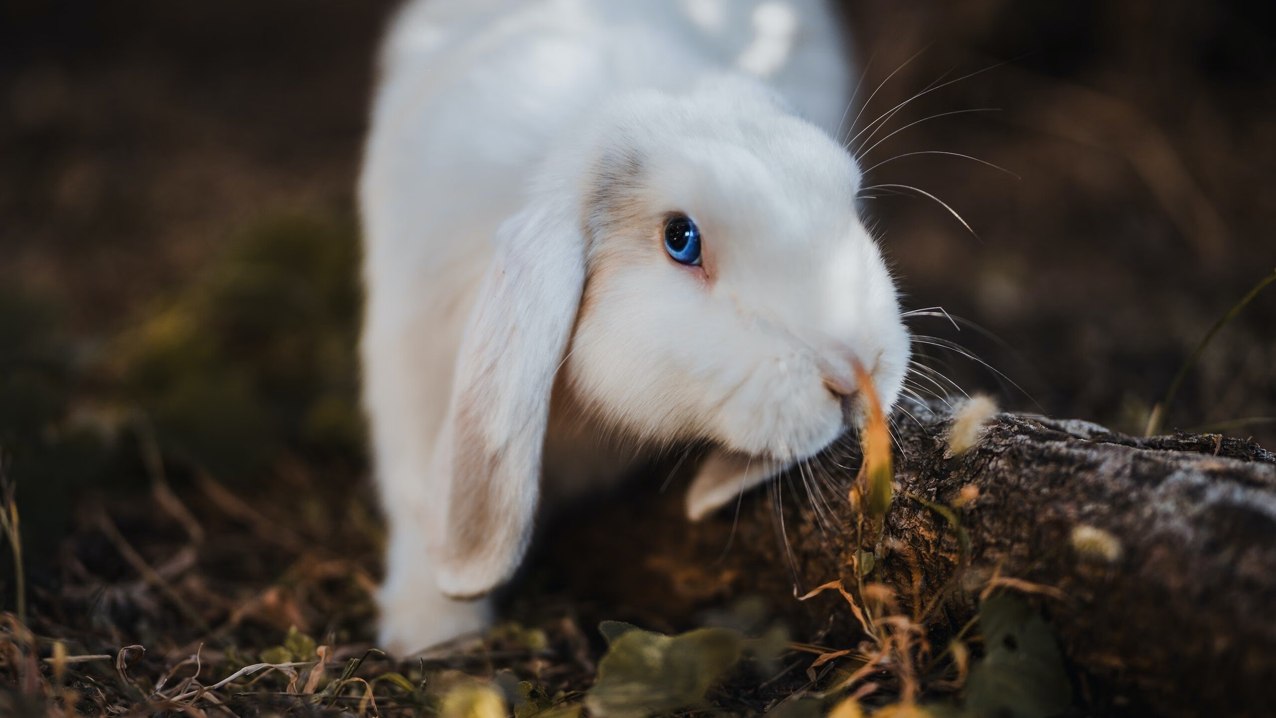 全国青少年“篮动青春”公益系列在全国多地持续展开，青蓝行动
