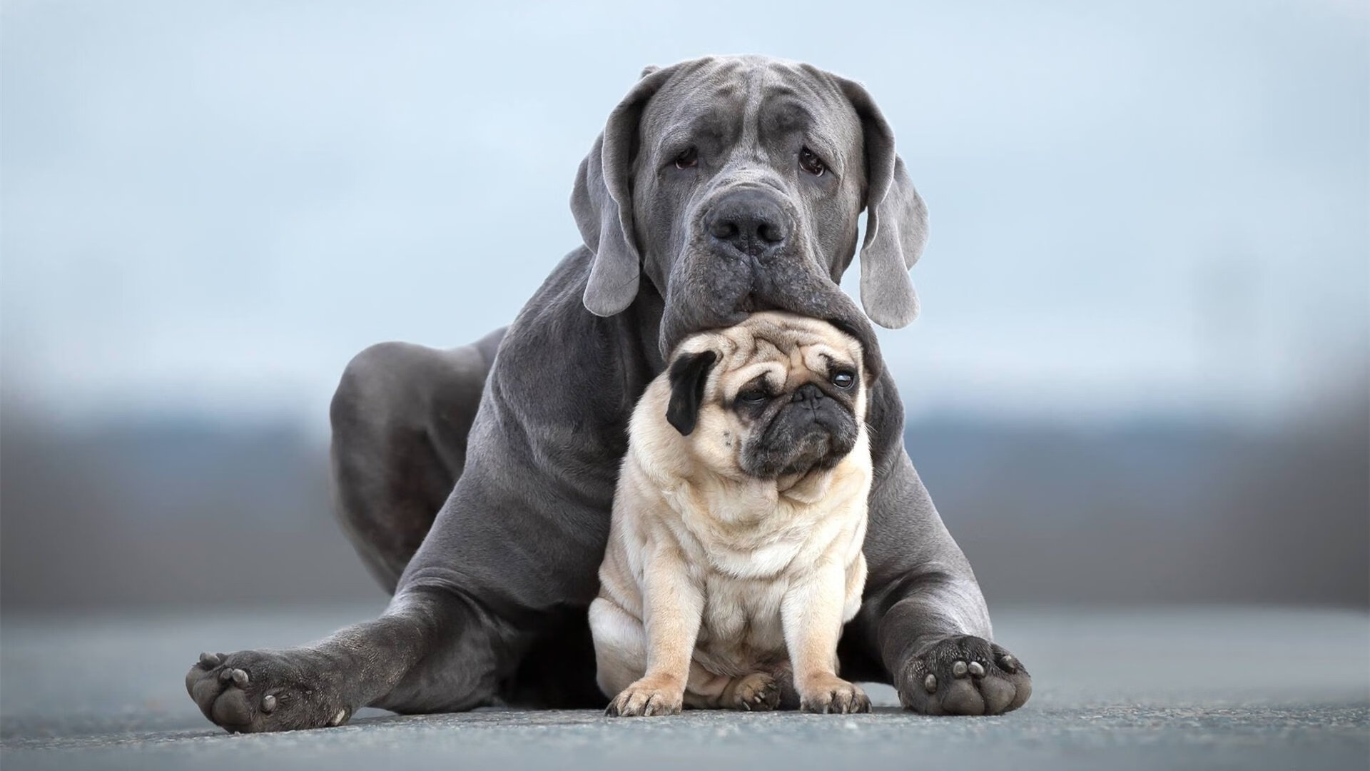 印度男子板球队因雨天比赛取消，凭借国际排名获得金牌。，印度板球队长
